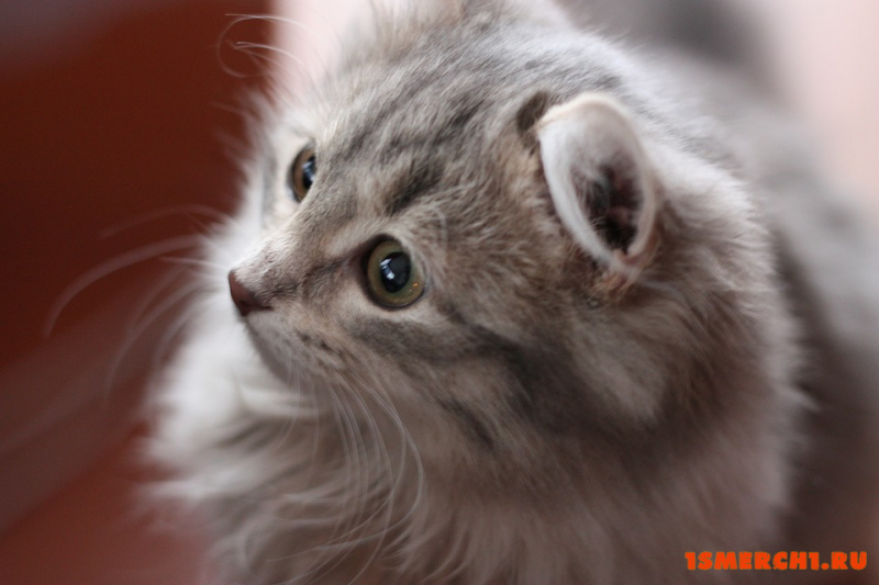 Серая кошка