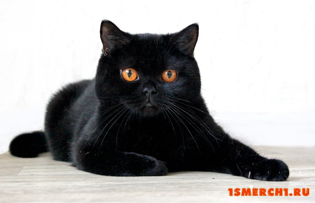 Черная кошка