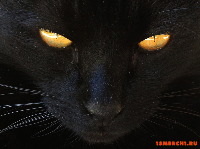 Черная кошка