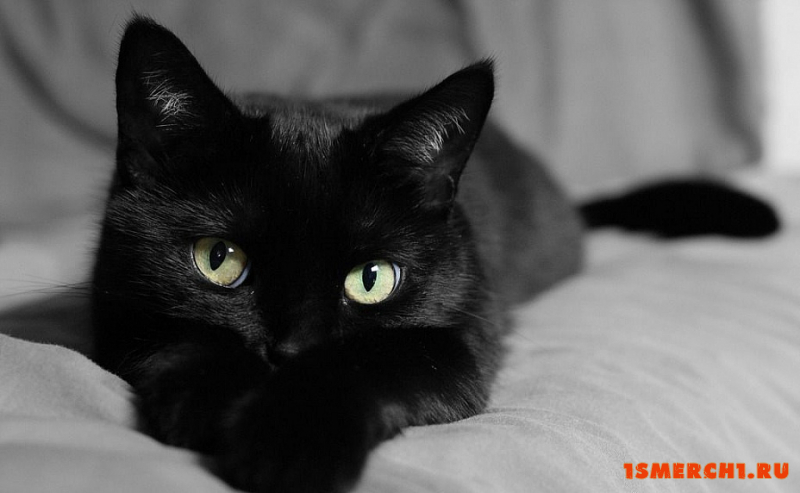 Черная кошка