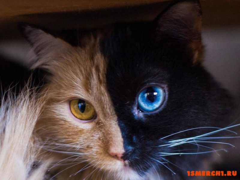 Двухцветная кошка