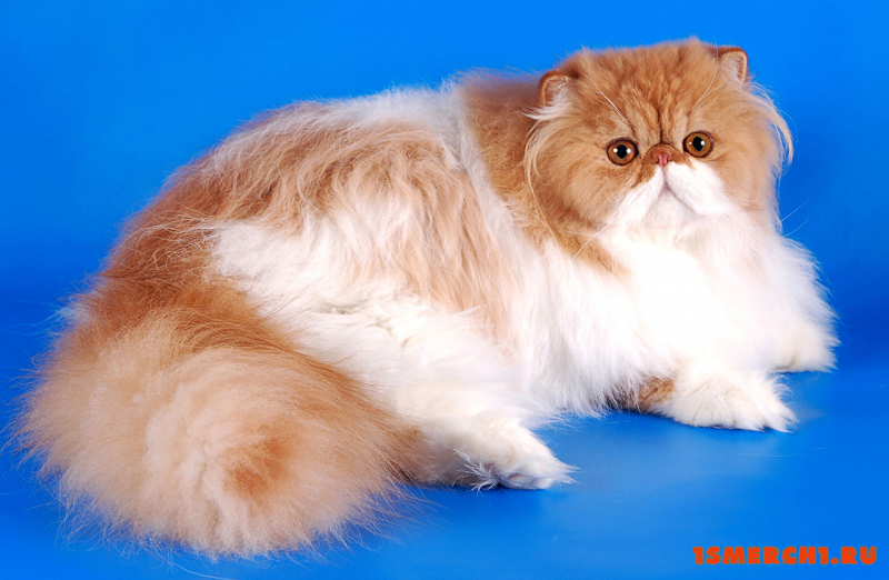 Двухцветная кошка