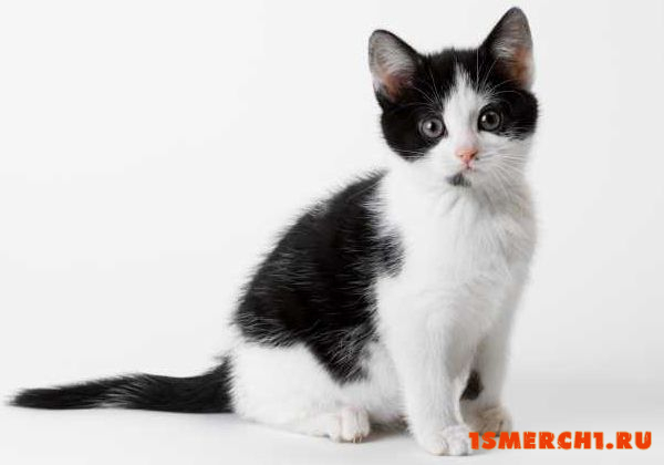 Двухцветная кошка
