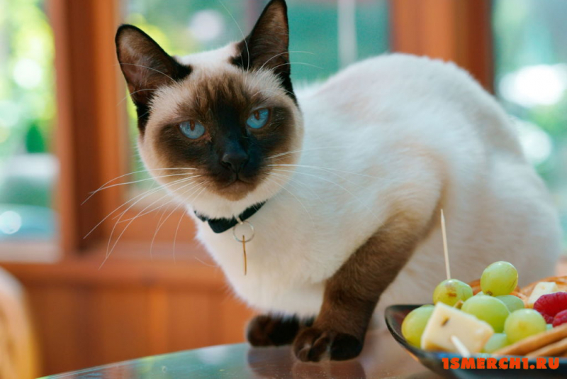 Восточная Сиамская кошка