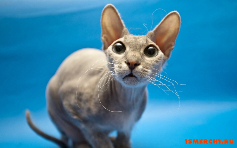Кошка сфинкс