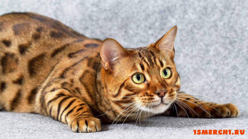 Бенгальская кошка